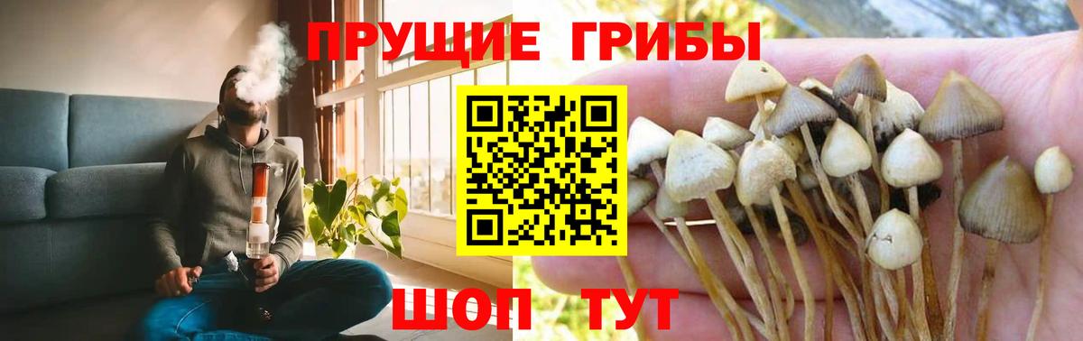 Псилоцибиновые грибы Psilocybine cubensis Улан-Удэ